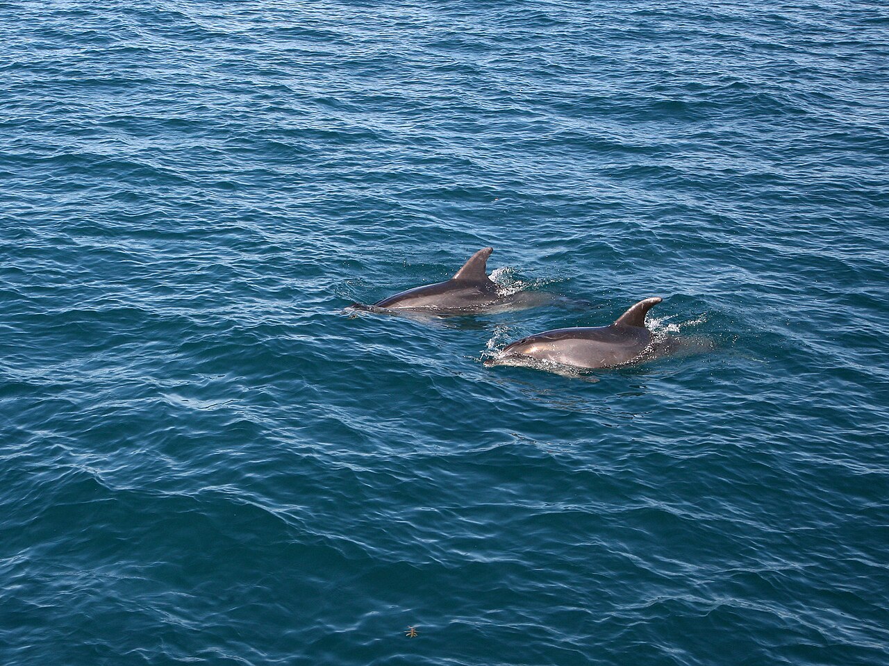 Dolphins swimming in the sparkling blue waters of the Bay of Islands maritime park
